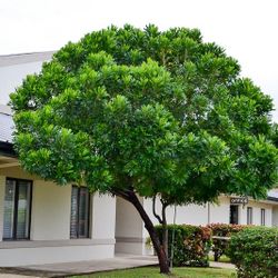 LIVE PLANT 3ft Japanese fern tree Filicium decipiens Fern-leaf Tree Kiora Payung