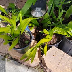 Plant Queen Of The Night 