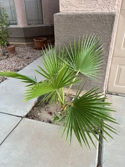 Palmas De 30 Pulgadas Y 38 