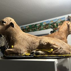 Cow baby taxidermy
