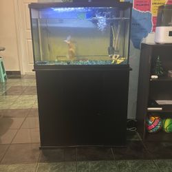 Fish Tank
