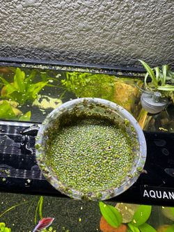 Duckweed