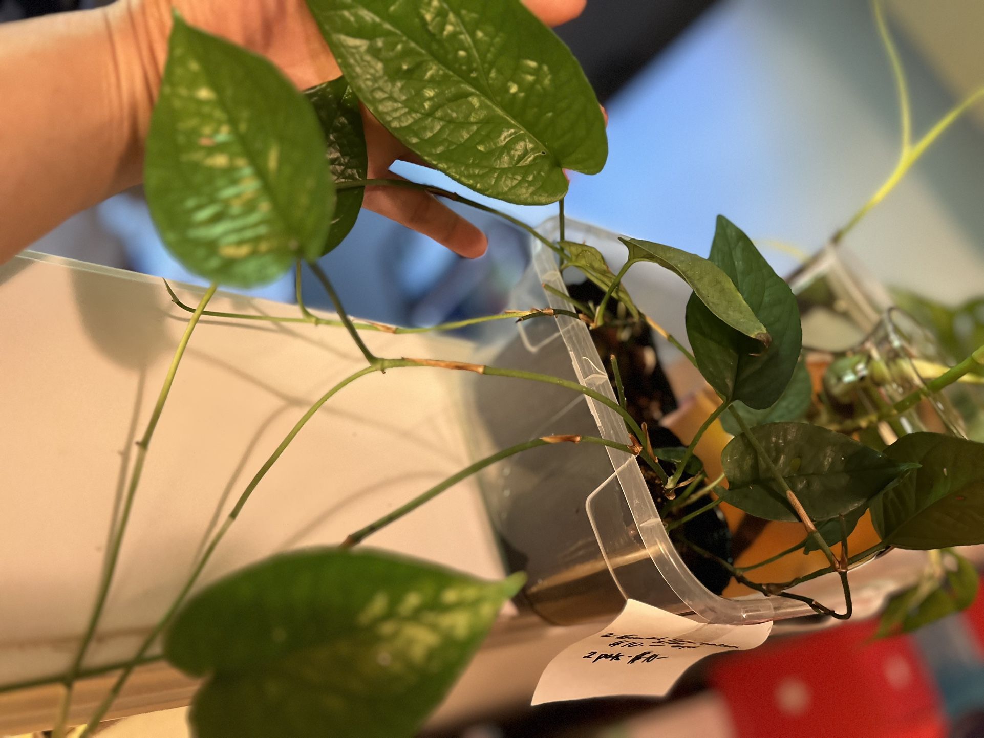 Reverted Eppipremnum Variegated