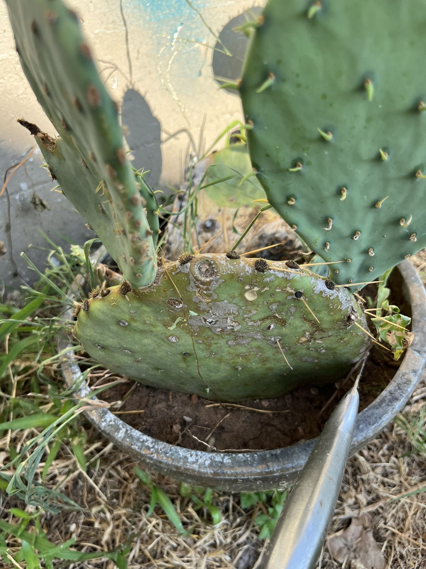 Nopal De castilla 10 folares