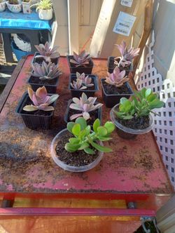 Succulents $3 each