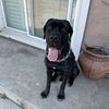 CANELO