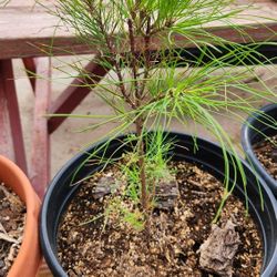 Loblolly PINE Saplings