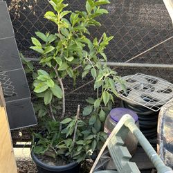 Guava Tree