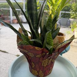 Snake Plant 10$ Each