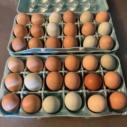 Chicken Eggs 