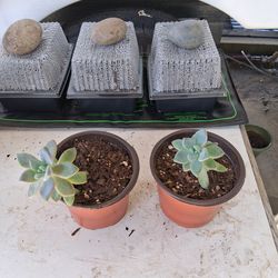 Ghost Plant (Succulent)