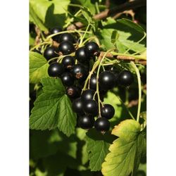 Black Currant Plants. Sammamish, Beaver Lake