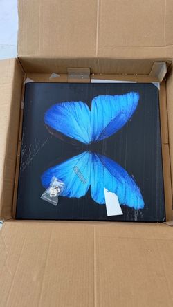 Blue Butterfly Wall Art Print