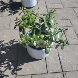 Plant With Large White Ceramic Pot