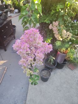 Bougainvillea 