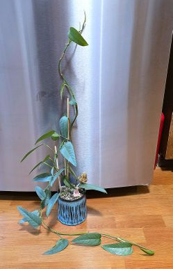 35in. Potted Cebu Blue Pothos 