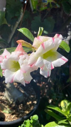 Flor Del desierto