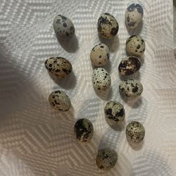 Huevo De Godorniz Fresco