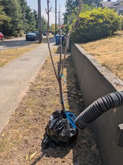 Free 3-1 Plum Tree (Peach & Nectarine)