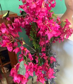 Bougainvillea trees