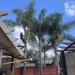Palm Tree