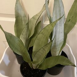 Sansevieria “Moonlight” | Silvery Green Snake Plant | Low Light | Drought Hardy | Low Maintenance | Grows 2-4’ Ft Tall 