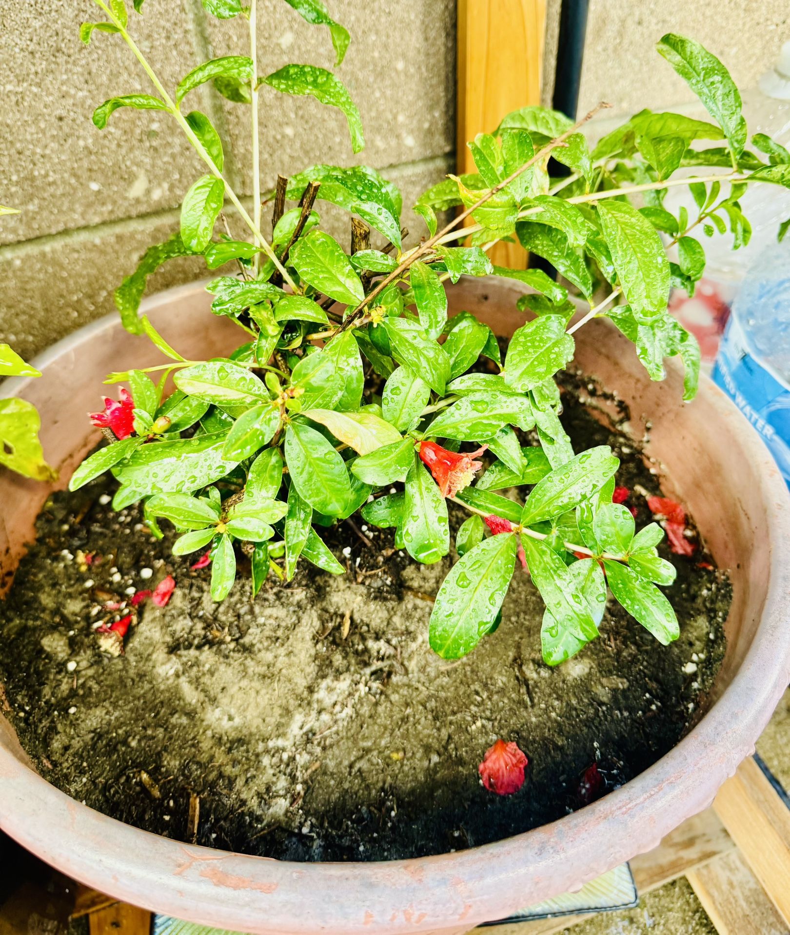 Grafted Pamogrante Plant With Ceramic Pot