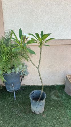 Plumerias color white