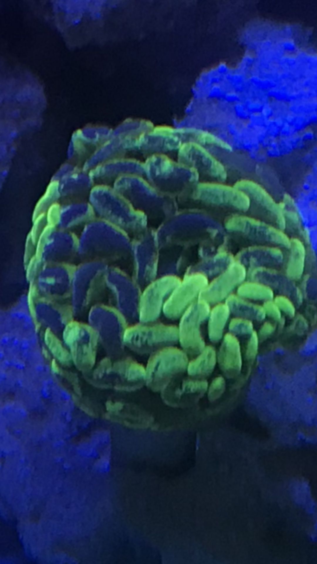 Toxic Marble Hammer Coral