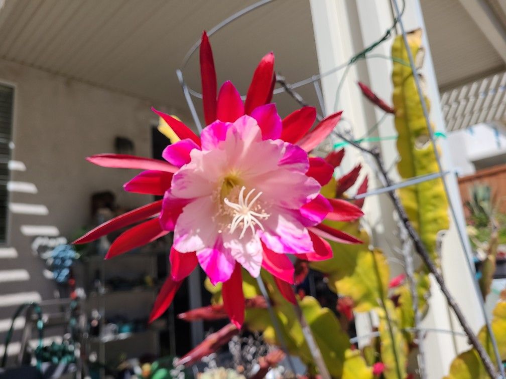 Multicolor Epiphyllum