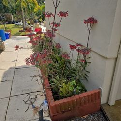 Tall Sucullllents  3/4 feet  $5.00 each