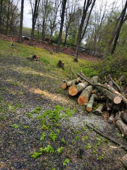 Fresh Cut Wood