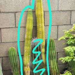 San Pedro Cactus - Approx 3-4 Feet Tall, Both For $20
