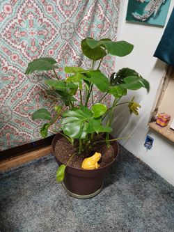 Monstera Deliciosa Live Potted Plant 