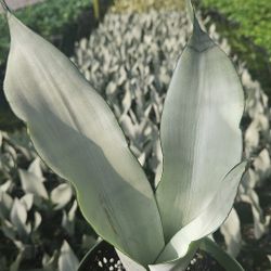 Sansevieria Moonshine 6" 🌙 – Rare Silvery Foliage! (Bulk & Individual)