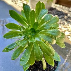 Green Aeonium Succulent Plant 