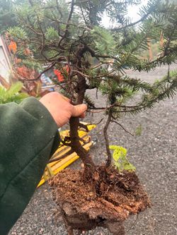 Alpine Fir, Mariana Pine, Mountain Hemlock