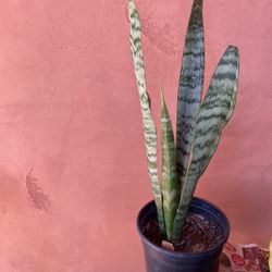 Snake Plant