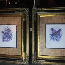 Framed Birds Art By Massena’s Lory Novartis