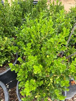 Boxwood