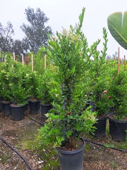Variedades De Plantas Y Diferentes Precios 