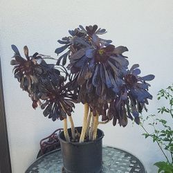 Echeveria Chocolate- SUCCULENT