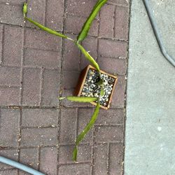 Dragon Fruit Plant   8” Pot 