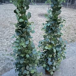 IVY TOPIARY PLANTS  (PAIR)