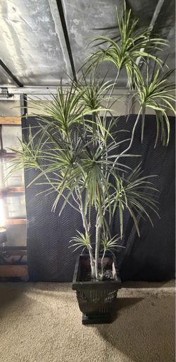 Large Dracaena Marginata Plant in Pot decorative plant