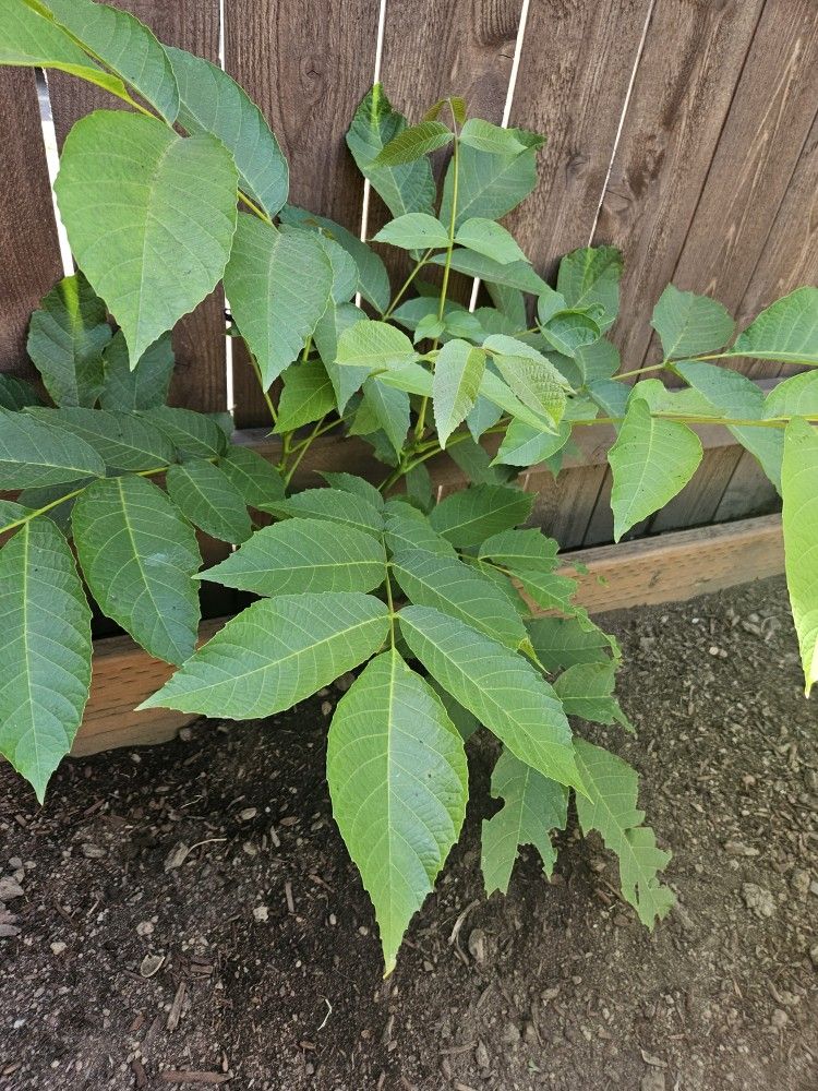 English Walnut Baby Plant Starters