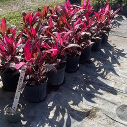 Red Sister - 3 Gallons