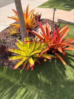 Bromeliads - Medium, Large and XL