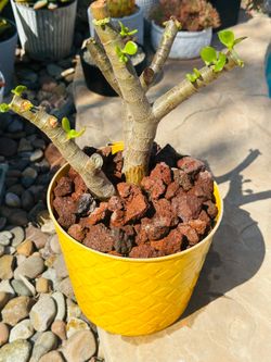 Jade plant like Bosai