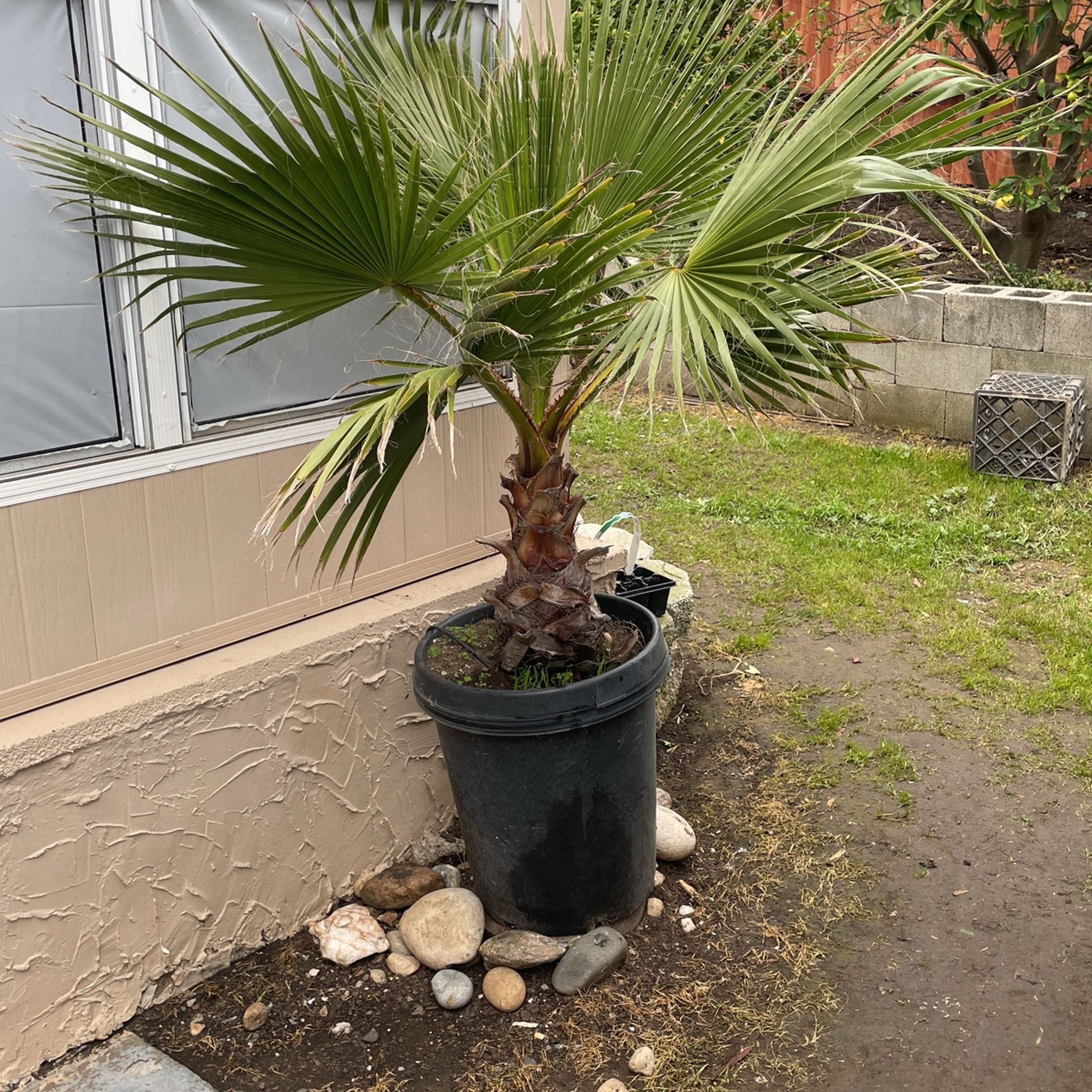 Small Healthy Palm Tree